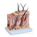 Skin Block Anatomy Training Model